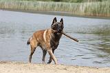 MALINOIS 444